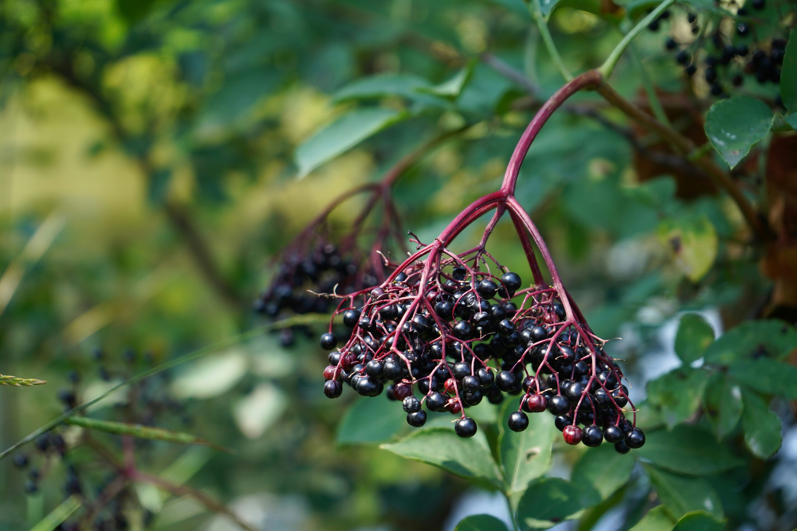 eldberry gummies - eldberry tree