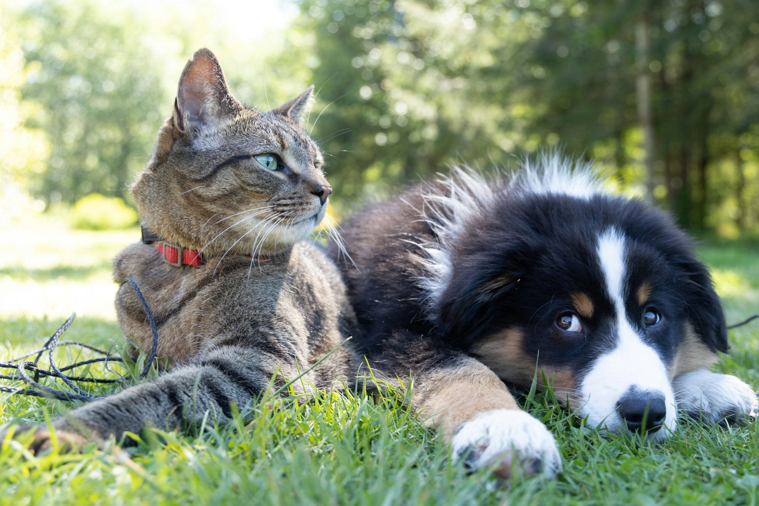dog and cat home Ready for Spring Allergies