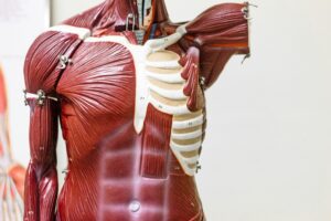 internal muscle - supplements for muscle 