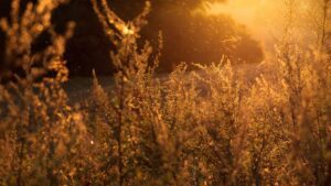 ragweed - seasonal allergy symptoms
