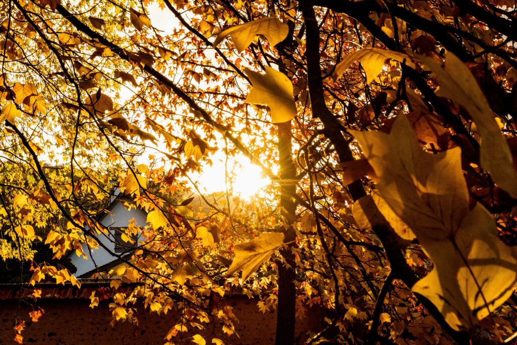 routine for better energy Shorter Days Disrupt Dopamine Levels sunlight in the leaves